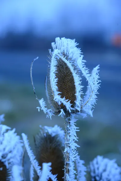 DSC_0974 (Large).JPG